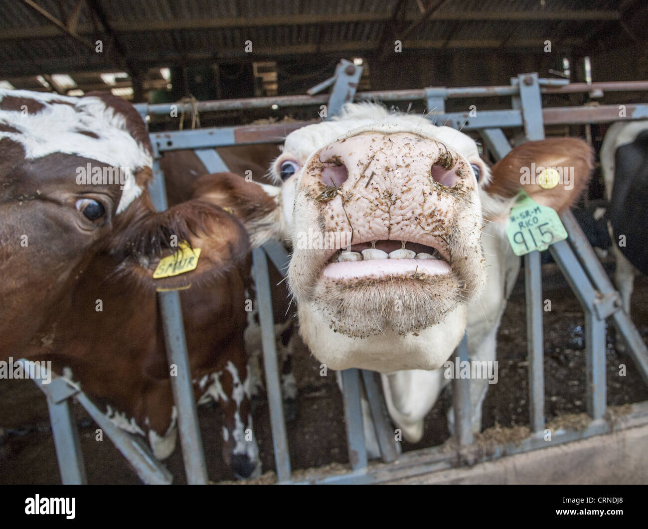 Bovini domestici, incroci vacca da latte di close-up di testa che mostra denti, alla barriera di alimentazione in un capannone, Cumbria, Inghilterra, marzo Foto Stock