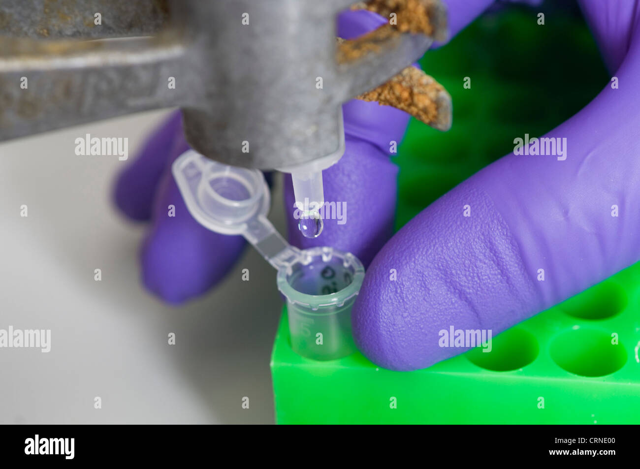 Il gocciolamento del campione nella fiala - test batterici mediante scambio di tampone PVC. Foto Stock