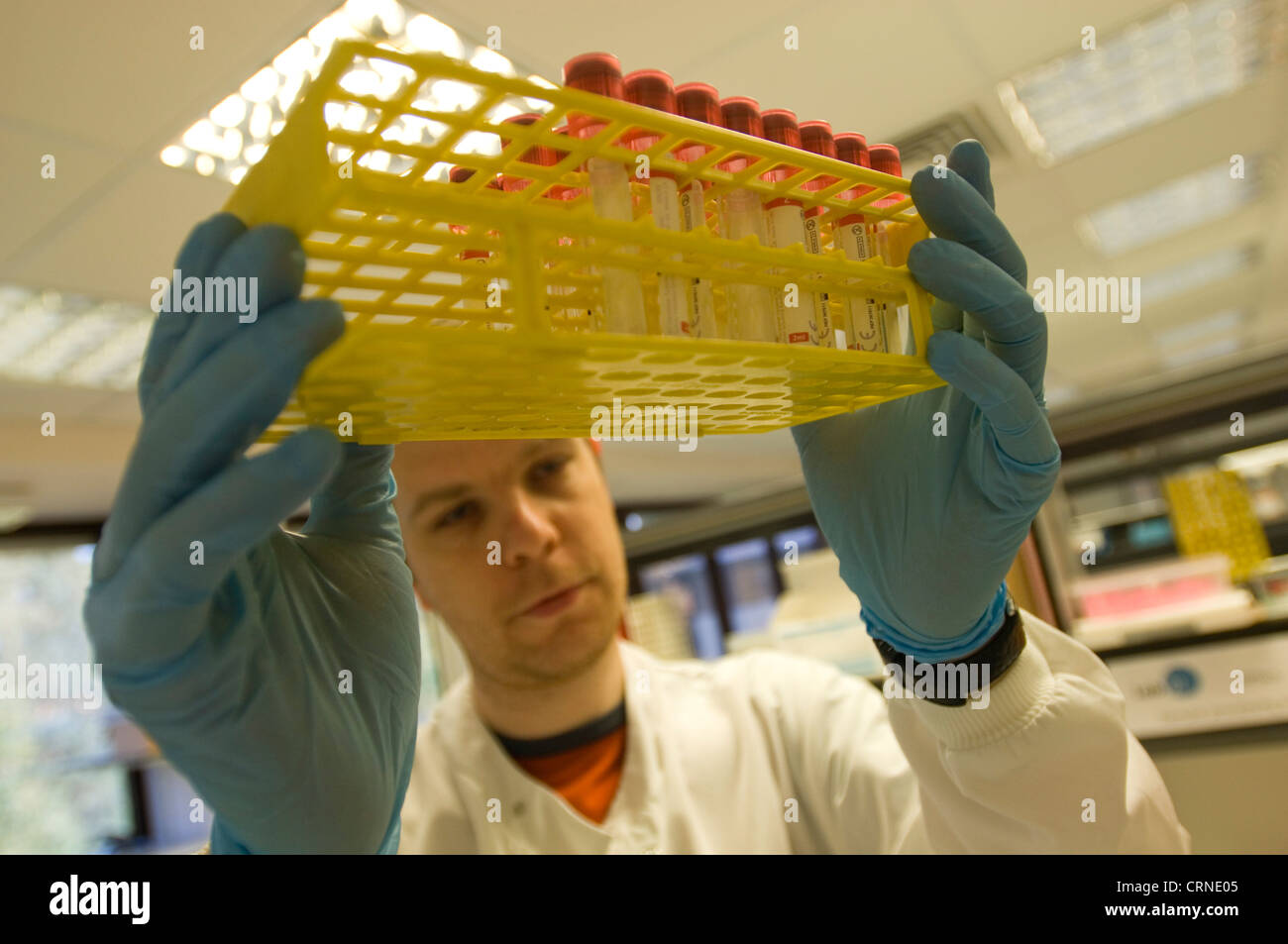 Uno scienziato controlli campioni surrenale pronti per la lavorazione e il controllo Foto Stock