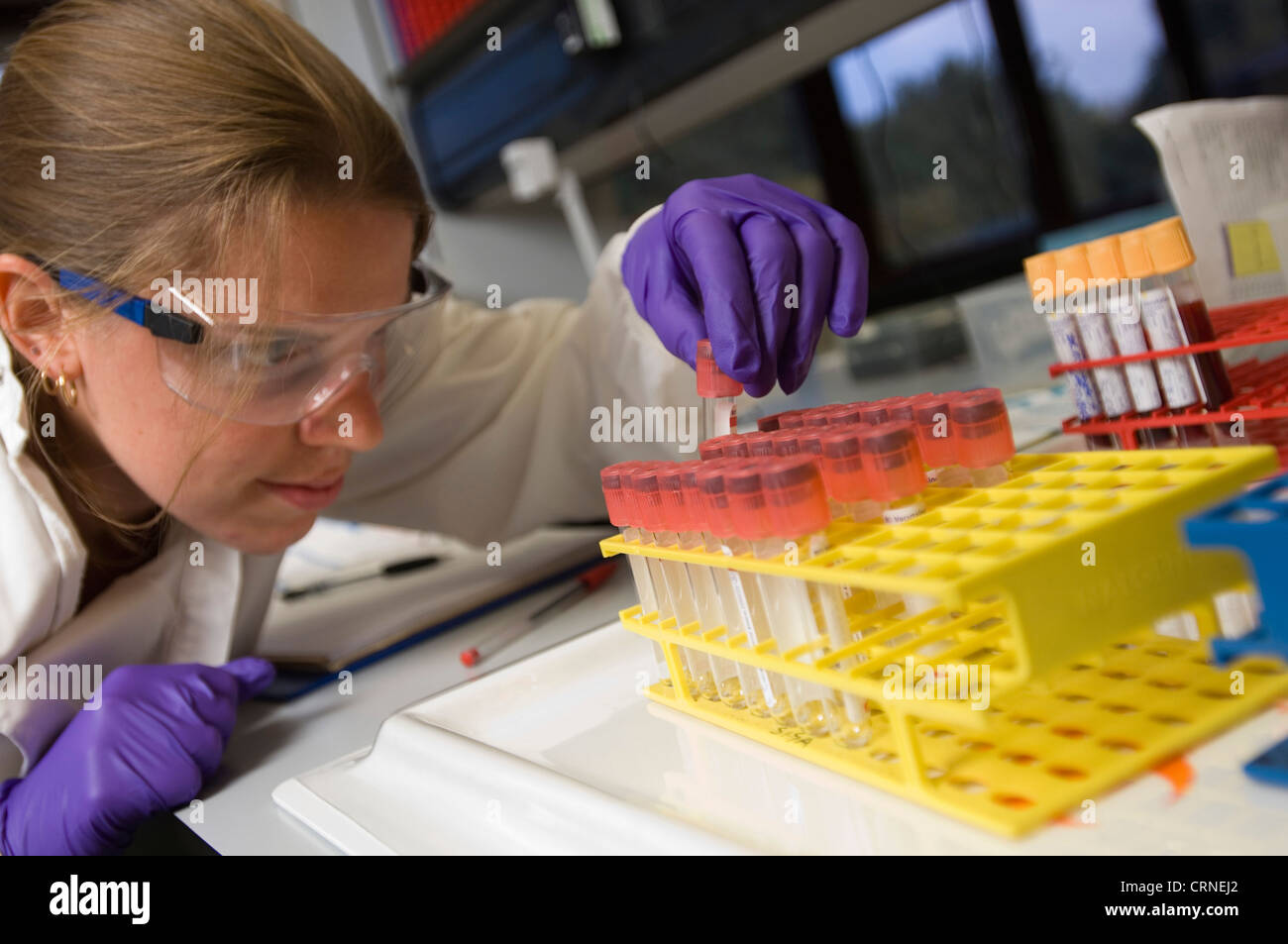Uno scienziato controlla un vassoio di campioni in un laboratorio Foto Stock