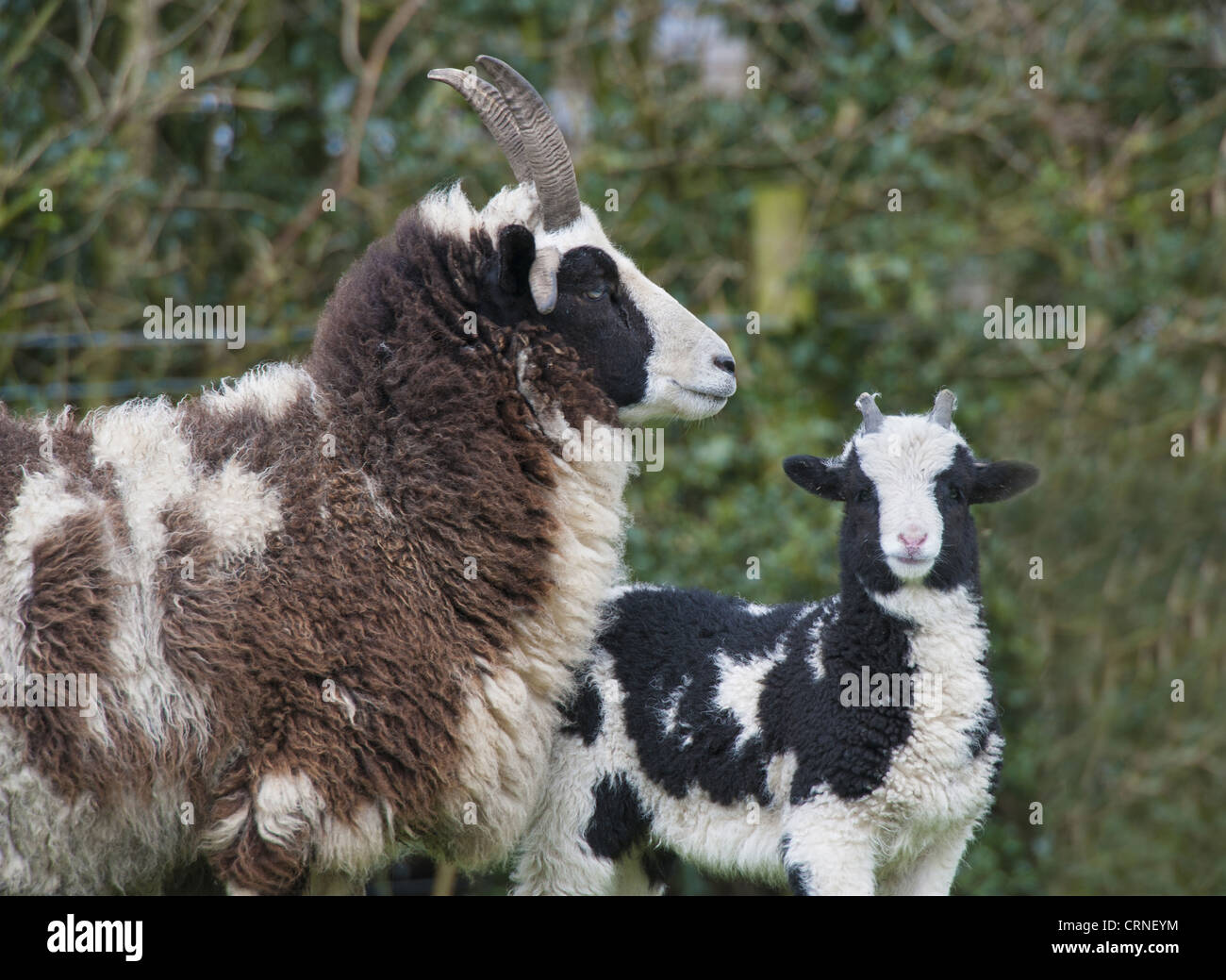 Gli animali domestici delle specie ovina, Jacob pecore, Pecora con agnello, Longridge, Lancashire, Inghilterra, marzo Foto Stock