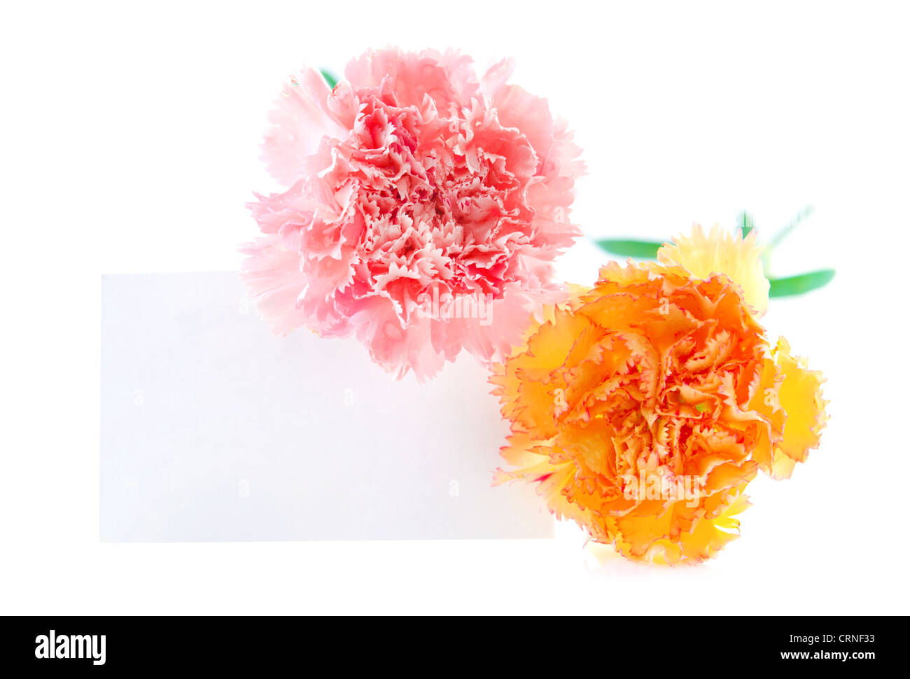 Carta regalo con fiori di garofano su sfondo bianco pronto per il testo Foto Stock