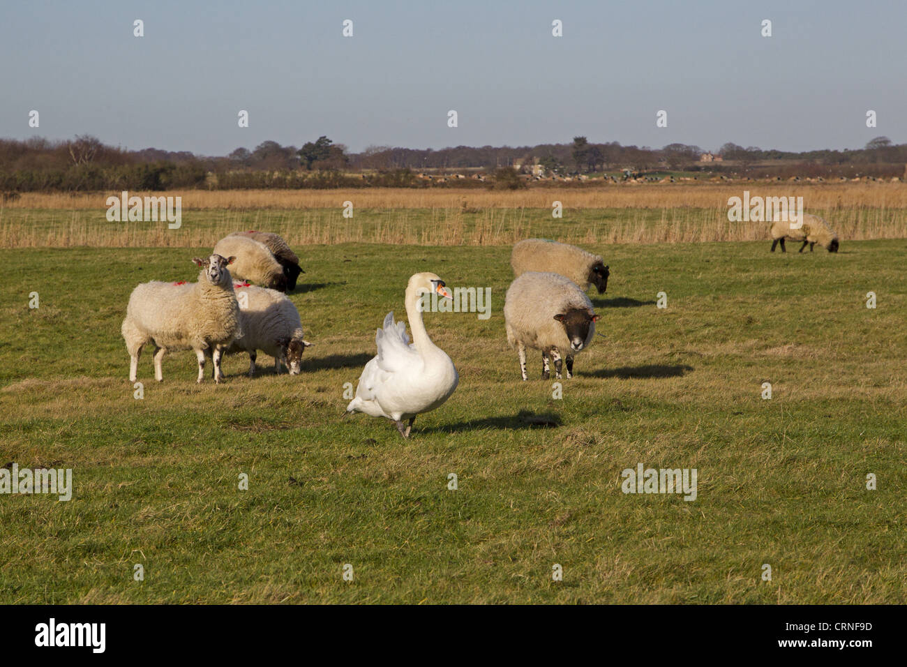 Cigno (Cygnus olor) adulto, con Suffolk mulo pecore sui pascoli costieri habitat palustri, Suffolk, Inghilterra, gennaio Foto Stock