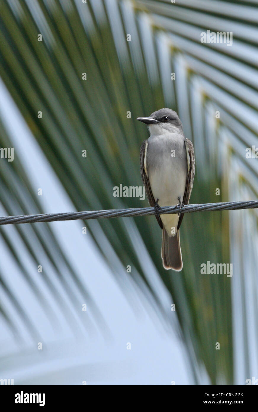 Grigio (Kingbird Tyrannus dominicensis dominicensis) adulto, appollaiato sul tettuccio di powerline, Linstead, Giamaica, aprile Foto Stock