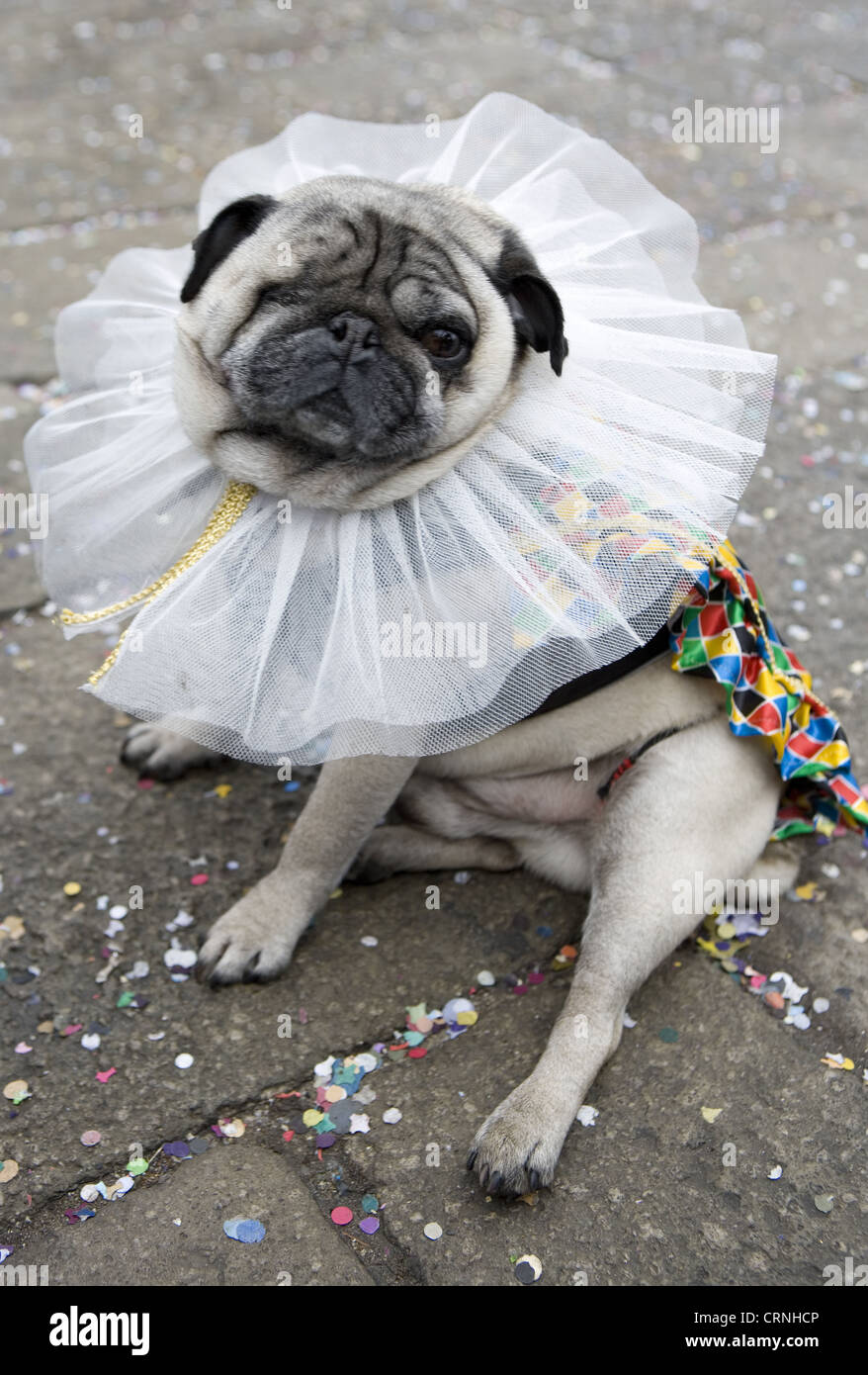 Dog in costume carnival venice immagini e fotografie stock ad alta  risoluzione - Alamy