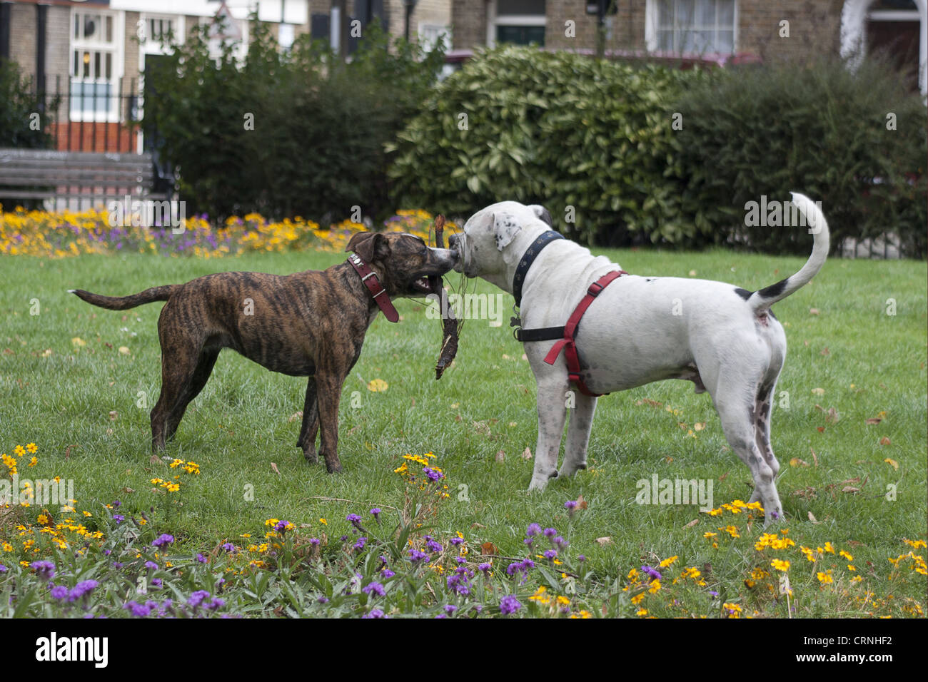 Cane domestico, Old Tyme Bulldog e Staffordshire Bull Terrier cross, due adulti, giocando con bastone, socializzare in city park, Foto Stock