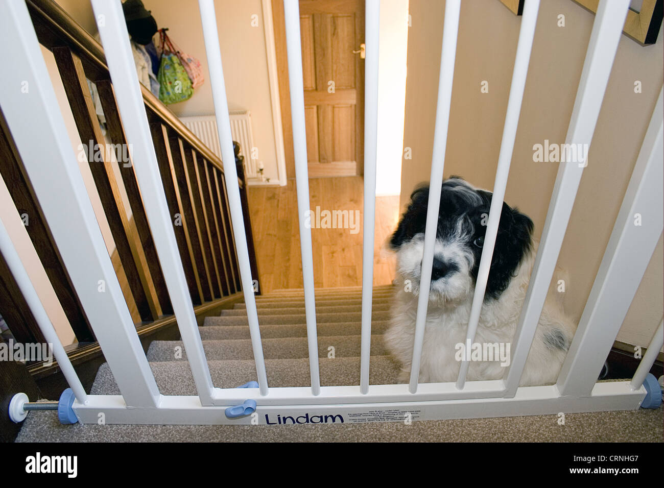 Cane domestico, Cockerpoo, cucciolo, seduto accanto a stairgate in cima alle scale, Inghilterra Foto Stock