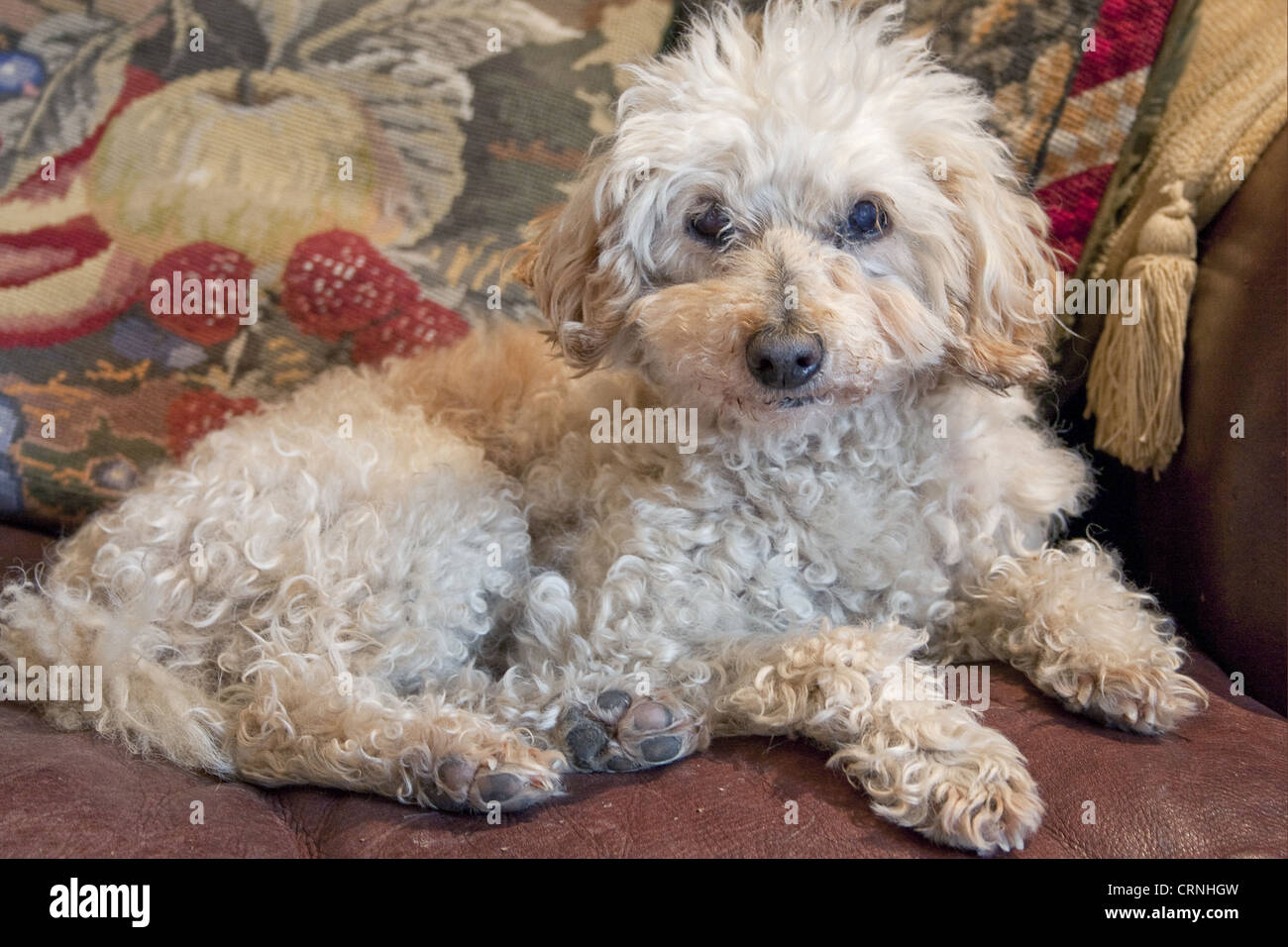 Domestico, cane barboncino in miniatura, anziani maschi adulti, appoggiata sul divano, Inghilterra Foto Stock