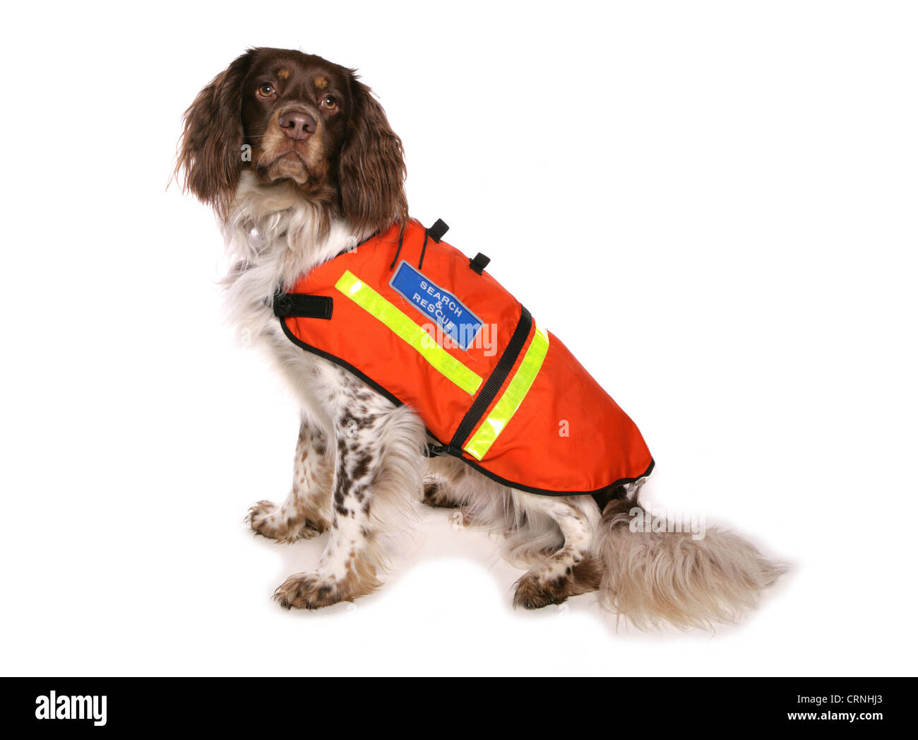 Cane domestico, English Springer Spaniel, adulto, di ricerca e di salvataggio che indossa il cane ad alta visability camicia Foto Stock