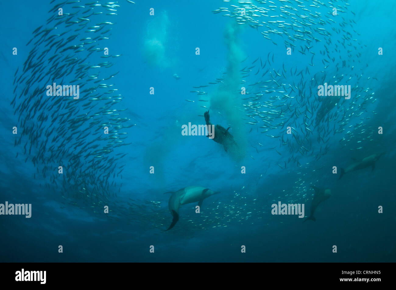 A lungo becco delfino comune (Delphinus capensis) e Cape Gannet (Morus capensis) adulti, gruppo immersioni subacquee e alimentazione su Foto Stock