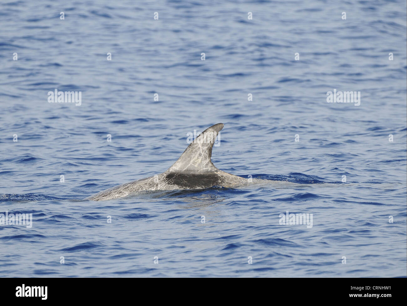 Risso (Dolphin Grampus griseus) adulto, pinna dorsale e il retro del pesantemente segnato singoli, affiorante dall'acqua, Maldive, Foto Stock