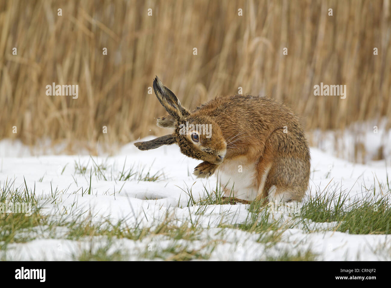 Unione lepre (Lepus europaeus) adulto, graffiatura fra le orecchie con il piede anteriore, seduto sulla neve in campo, Suffolk, Inghilterra, Foto Stock