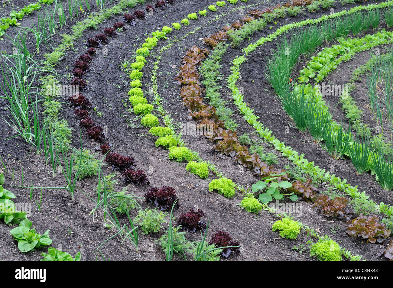 Righe di insalata di verdure coltivate in un giardino in Eden Project. Foto Stock