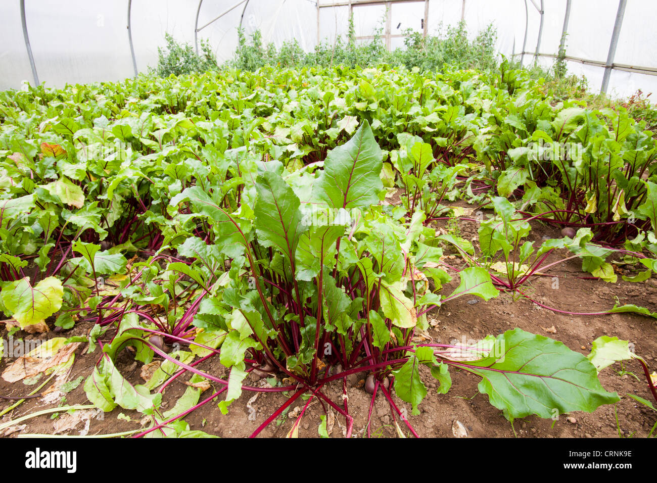 Coltivazione di verdure in polytunnels a Washingpool agriturismo a Bridport, Dorset Foto Stock