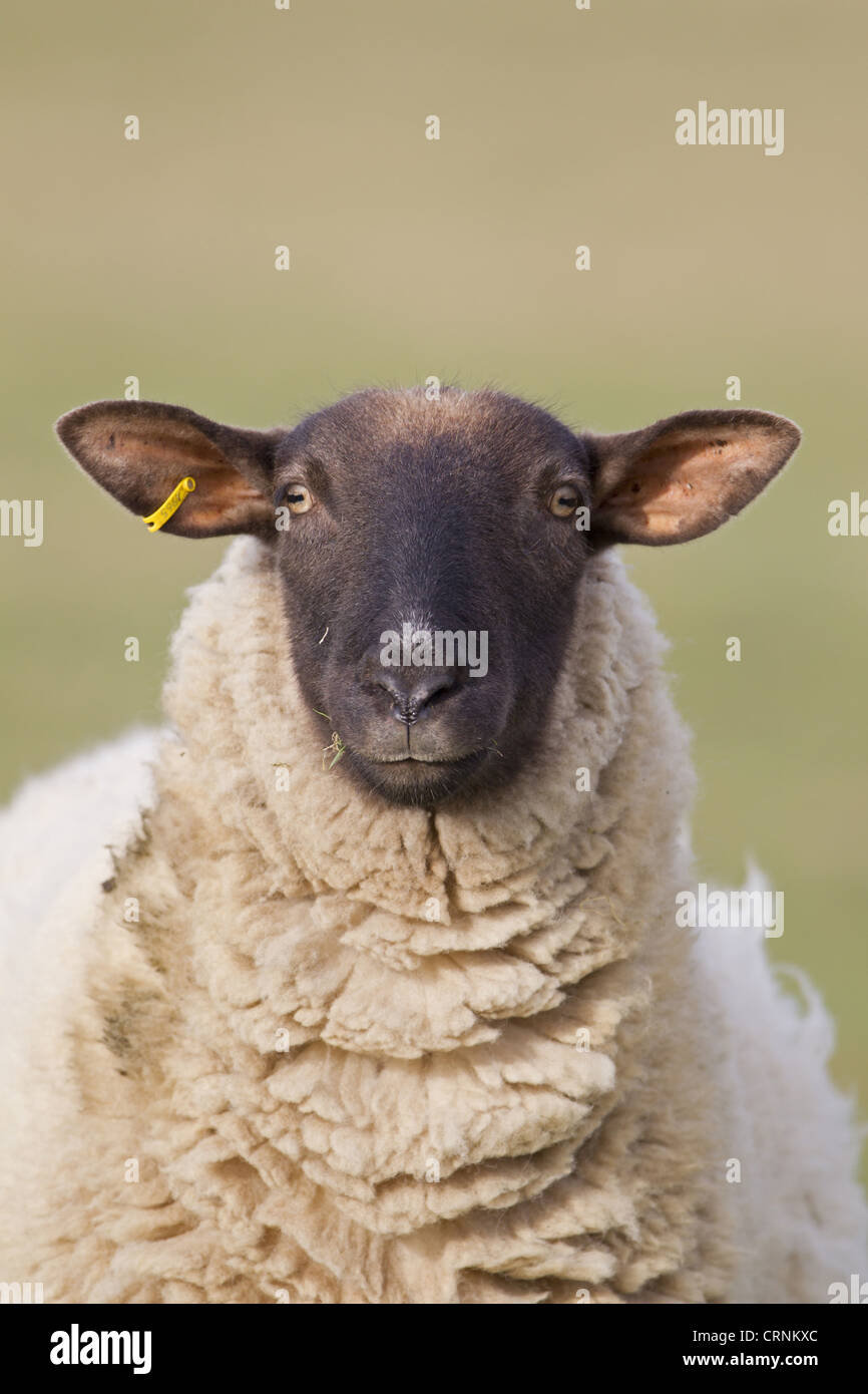 Gli animali domestici delle specie ovina, Suffolk mulo, pecora, close-up di testa, in pascolo costiere marsh, Suffolk, Inghilterra, febbraio Foto Stock