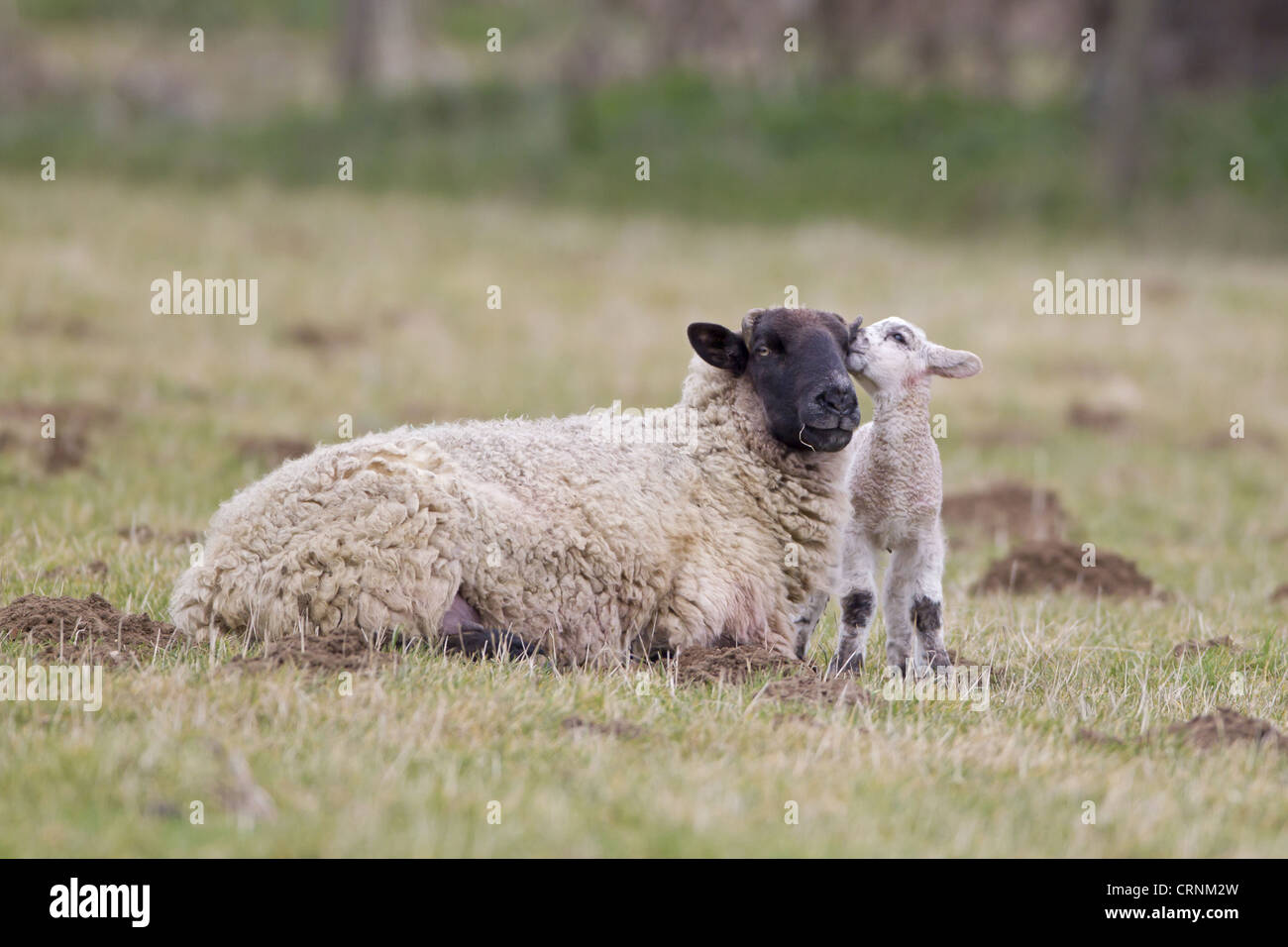 Gli animali domestici delle specie ovina, Suffolk mulo Pecora con agnello, tre-giorni, interagendo in pascolo, Suffolk, Inghilterra, febbraio Foto Stock