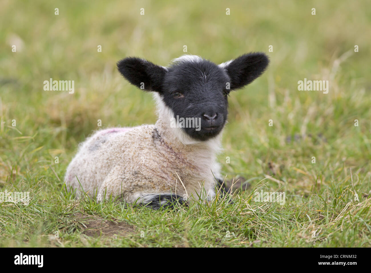 Gli animali domestici delle specie ovina, Suffolk mulo agnello, a quattro giorni di età, appoggiato in pascolo, Suffolk, Inghilterra, febbraio Foto Stock