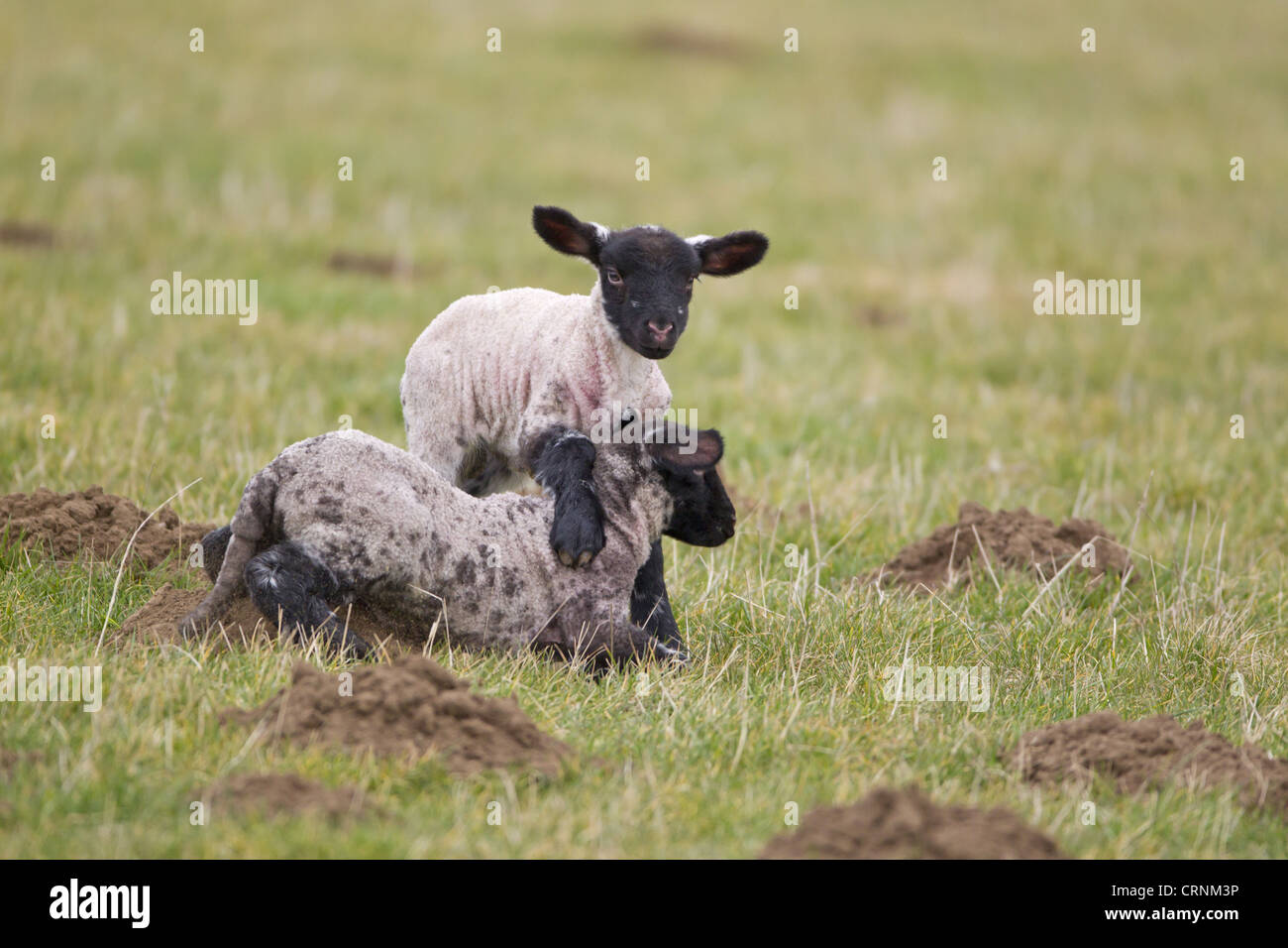 Gli animali domestici delle specie ovina, Suffolk mulo twin agnelli, quattro giorni, giocando in pascolo, Suffolk, Inghilterra, febbraio Foto Stock