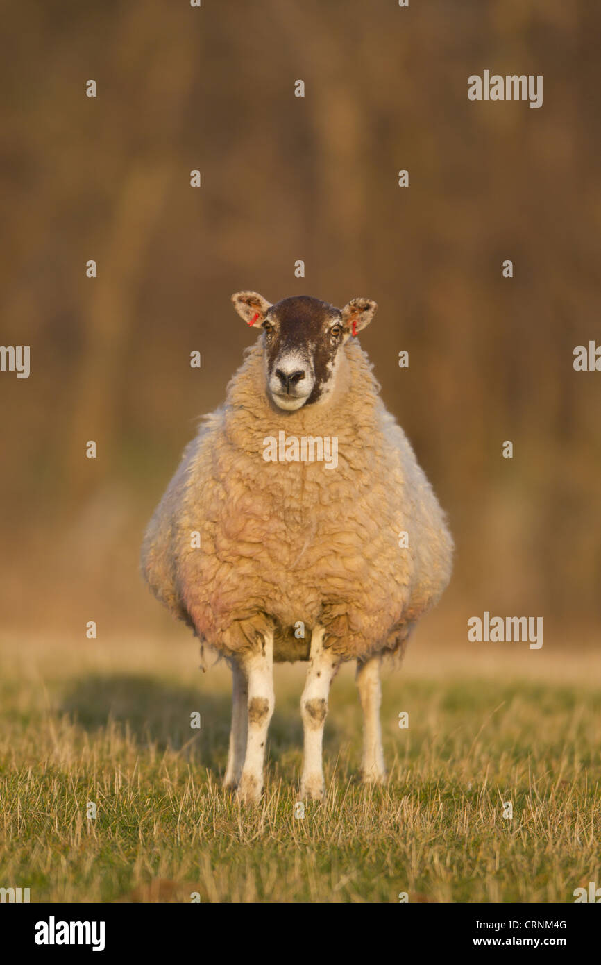 Gli animali domestici delle specie ovina, mulo pecora, stando in piedi in pascolo, Suffolk, Inghilterra, febbraio Foto Stock