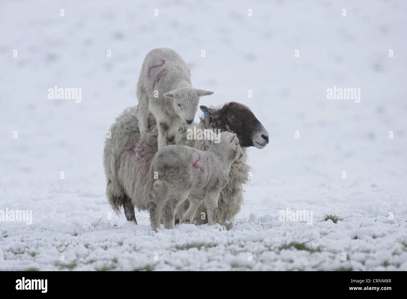 Gli animali domestici delle specie ovina, mulo pecora con due agnelli, uno in piedi sul retro della pecora, in presenza di un notevole manto di neve, Swaledale, Yorkshire Dales N.P., Nord Foto Stock