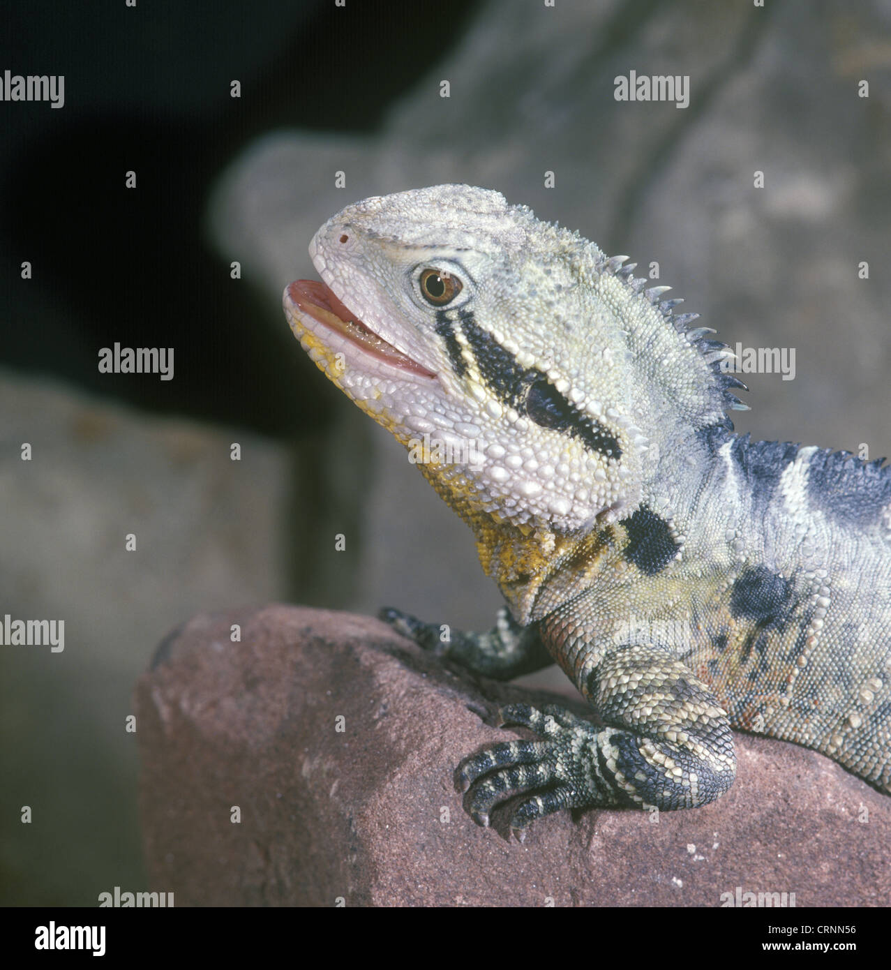 Acqua orientale Dragon (Physignathus lesuerii) piedi anteriori sul rock / close up Foto Stock