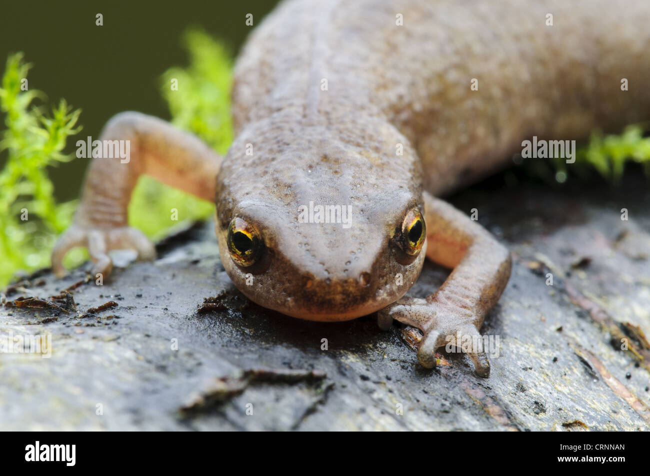 Palmate Newt (Triturus helveticus) femmina adulta, close-up di testa e zampe anteriori, sul log in giardino, Belvedere, Bexley, Kent, Foto Stock