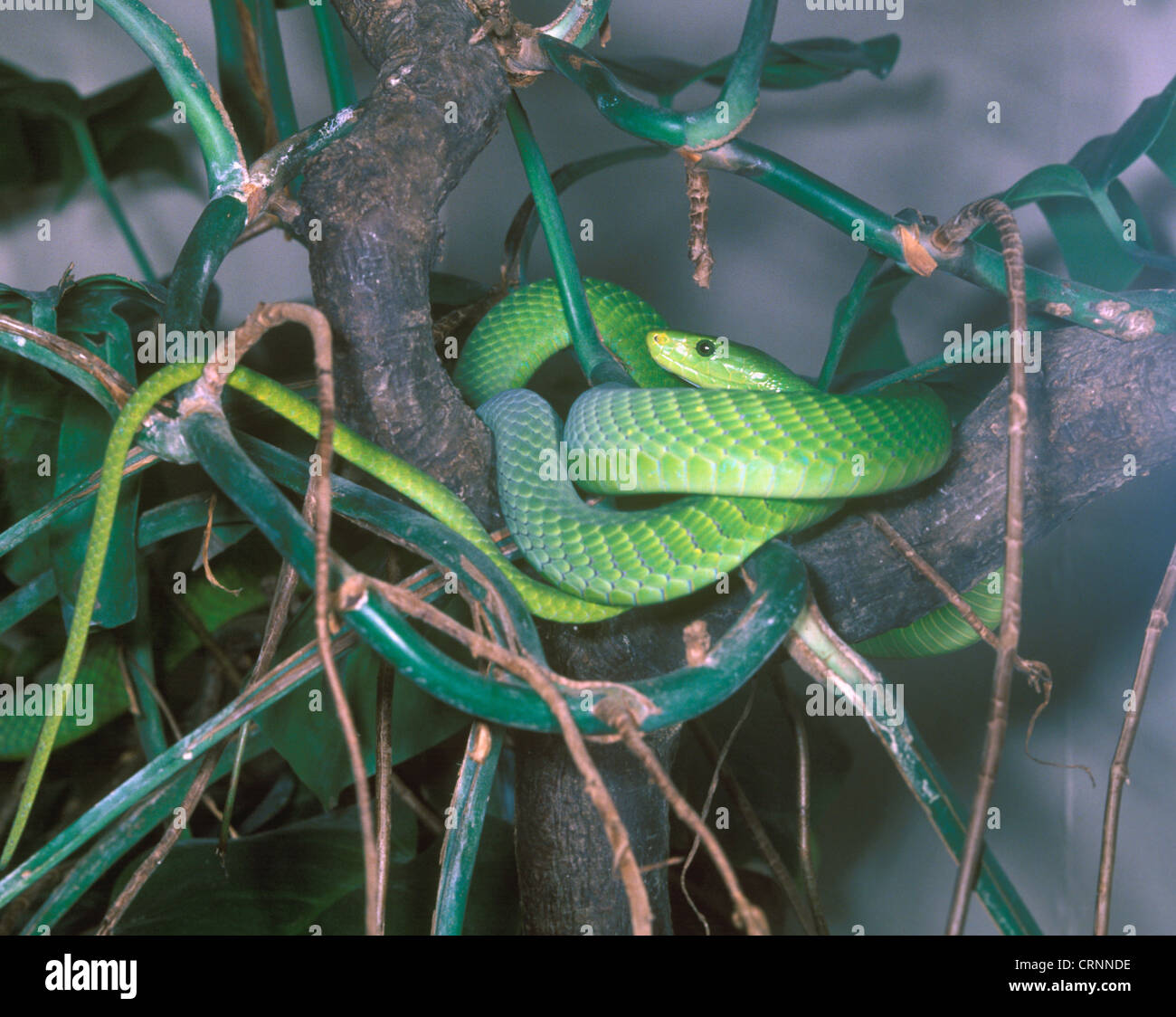 Snake - Mamba verde (Dendroaspis augusticeps) Close-up / intrecciano intorno a rami Foto Stock