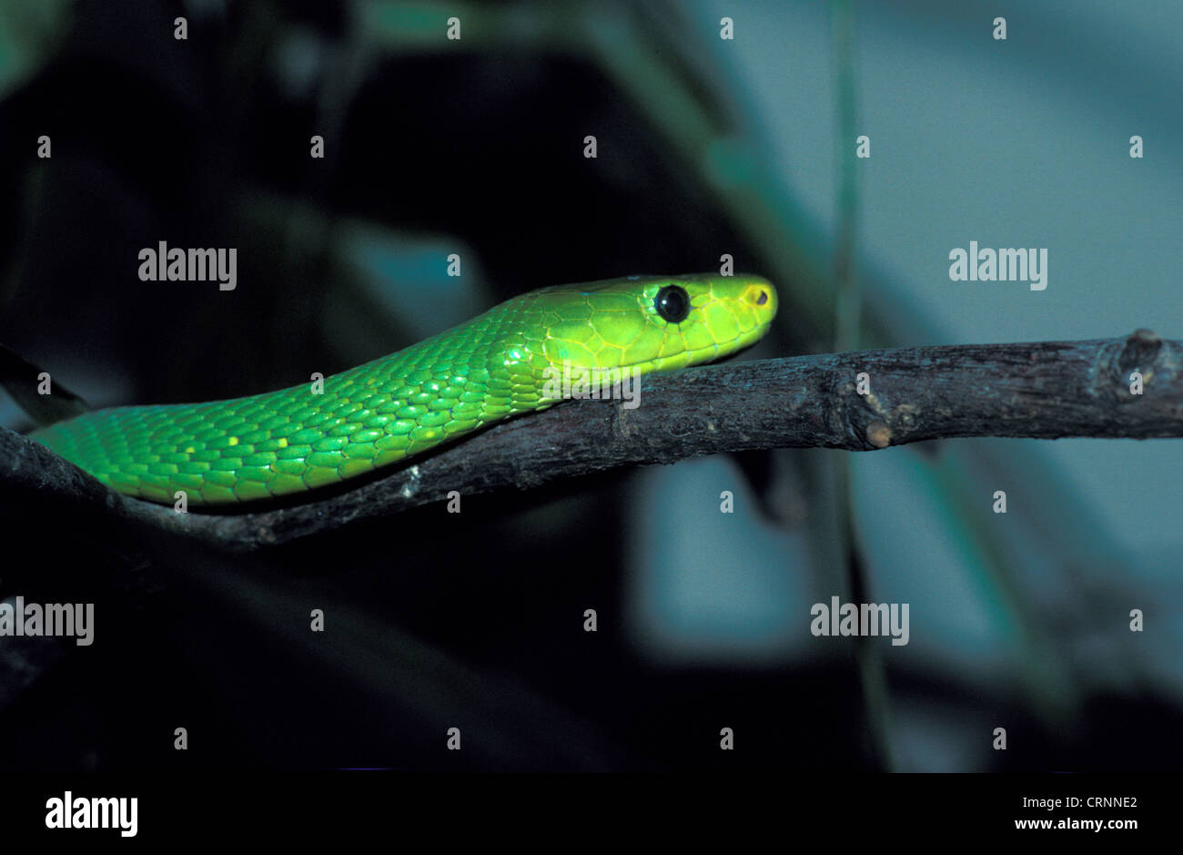 Snake - Mamba verde (Dendroaspis augusticeps) Close-up di testa sul ramo Foto Stock