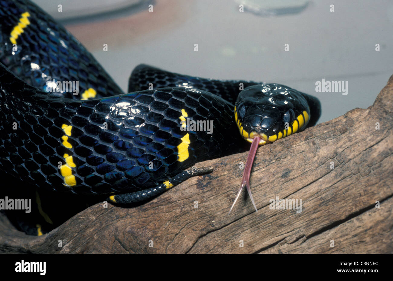 Snake - mangrovie (Boiga dendrophila) close-up / lingua fuori / Indonesia Foto Stock