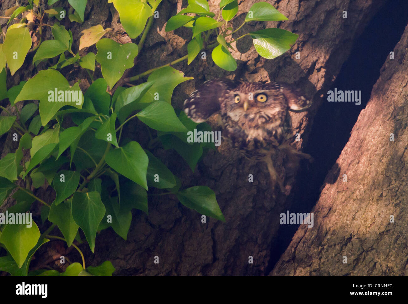 Civetta (Athene noctua) lasciando cavità nido e volare verso la telecamera Foto Stock