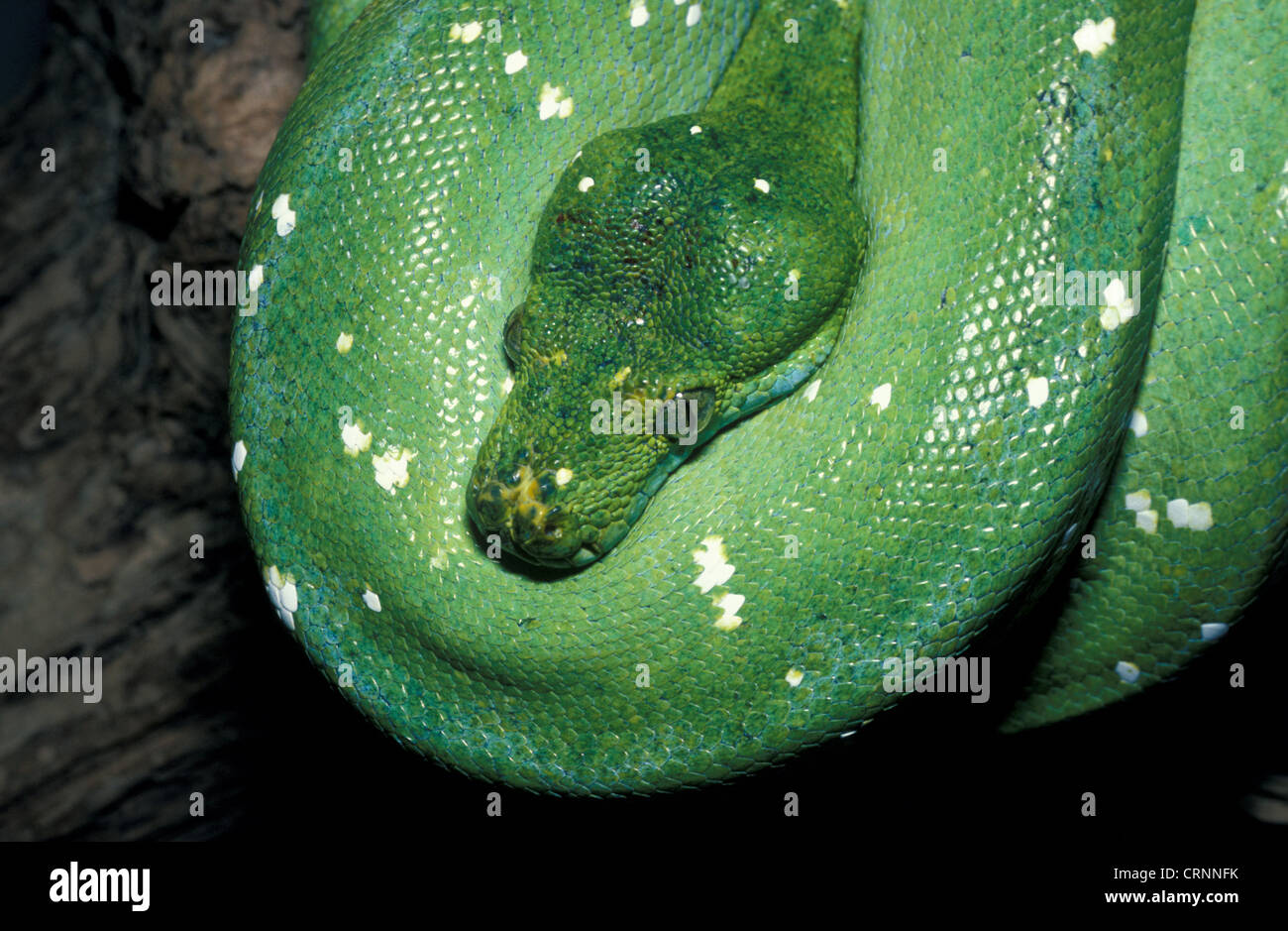 Green Tree Python (Chondroptyhon viridis) nativi Nuova Guinea / avvolto Foto Stock