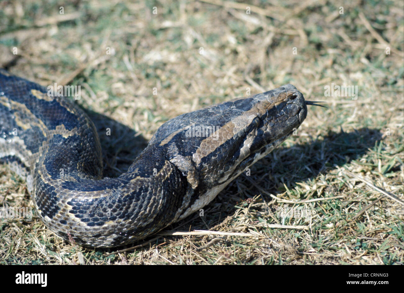 Snake - Python indiano (Python molurus) close-up di testa / La lingua di fuori Foto Stock