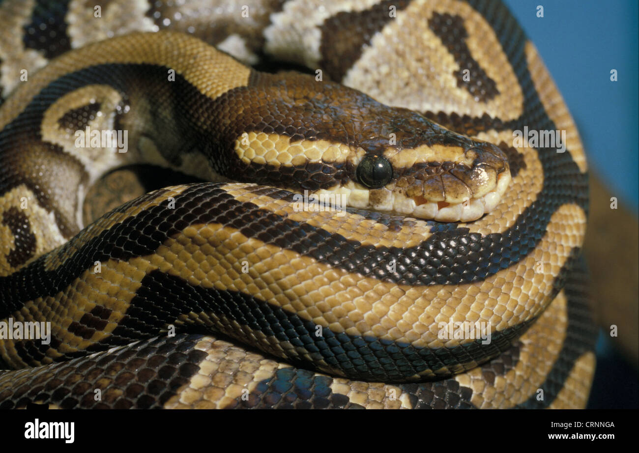 Royal Python (Python reglus) Foto Stock