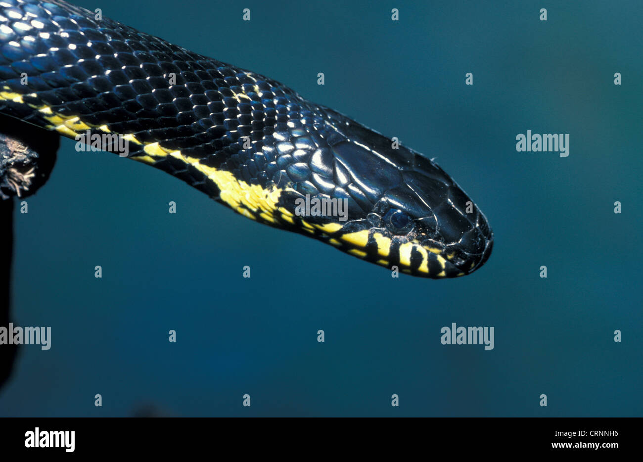 Snake - russo di ratto (Elaphe schrenski) Close-up di testa Foto Stock