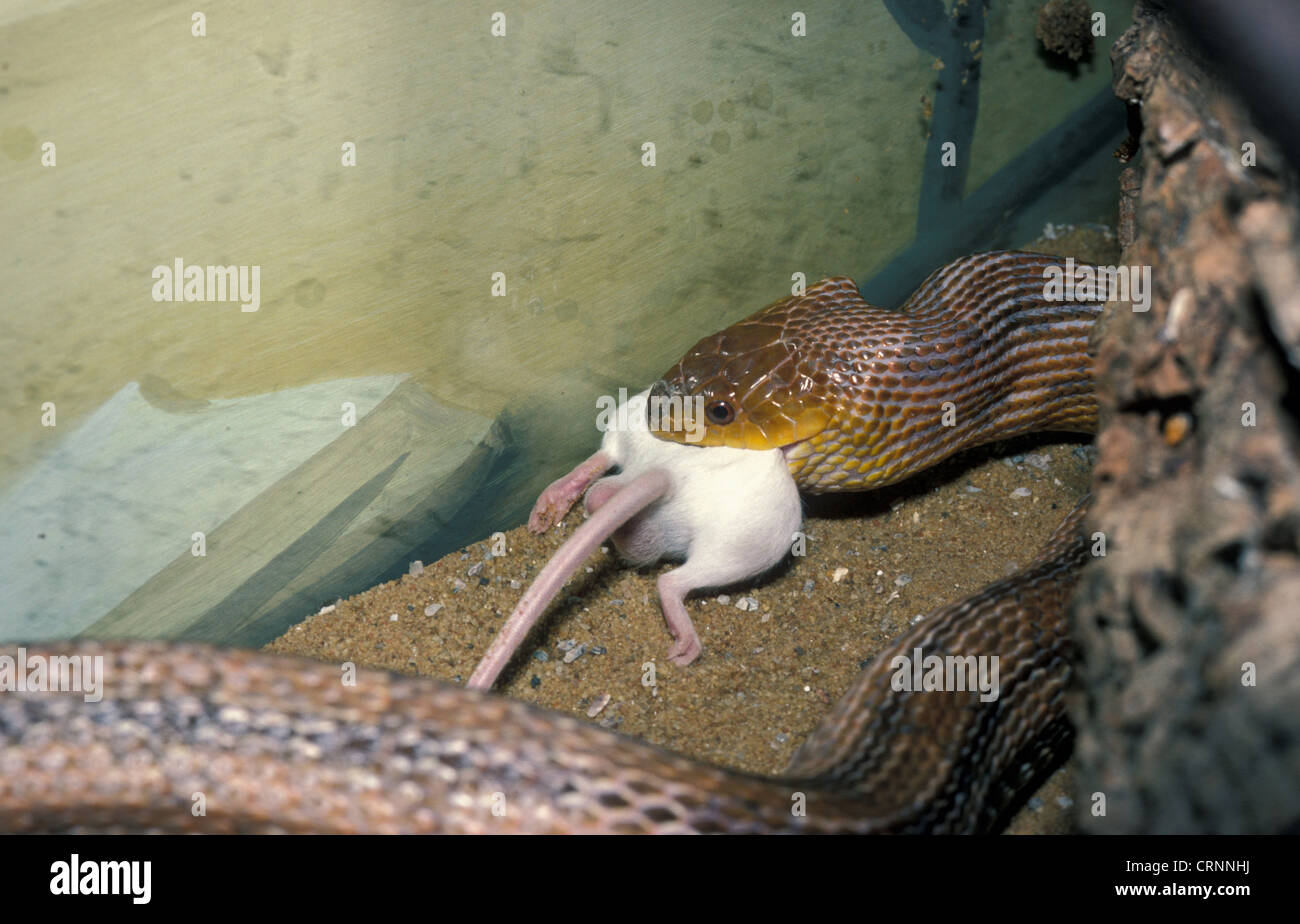 Snake - Giallo di ratto (Elaphe obseleta quadrivittata) deglutizione mouse. America settentrionale. Foto Stock