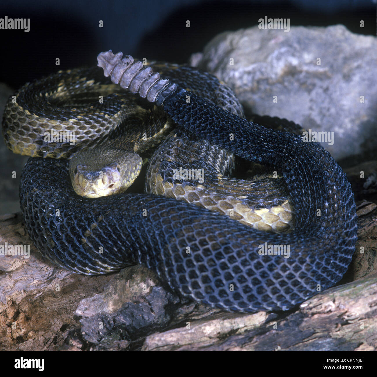 Legname Rattlesnake (Crotalus horridus) sulle rocce - Fase gialla Foto Stock
