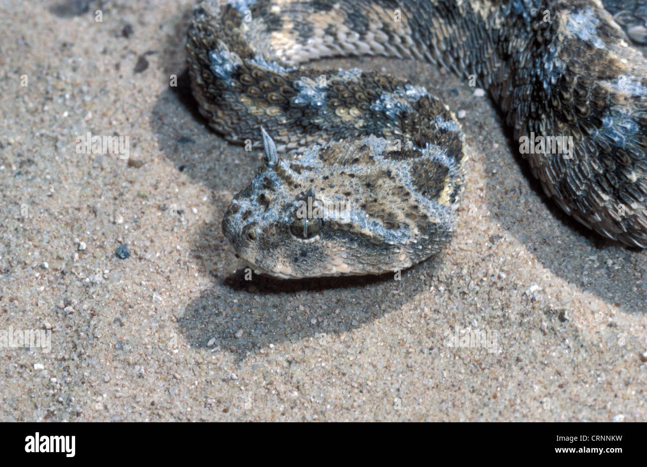 Snake - vipera cornuta(C.cerastes) Close-up di testa / Africa del Nord Foto Stock