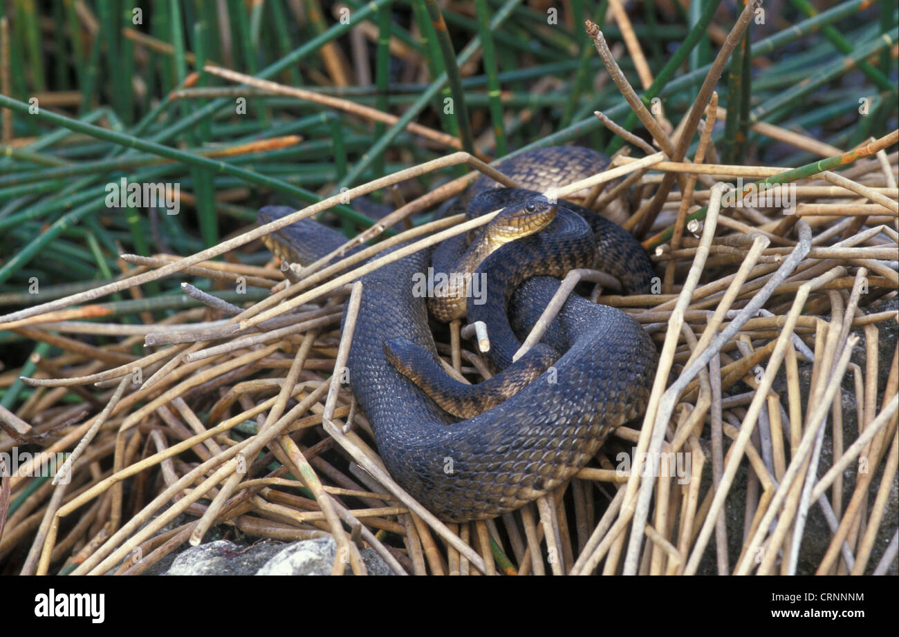 Acqua verde serpente (Nerodia cyclopion) Florida di razza / coniugata Foto Stock