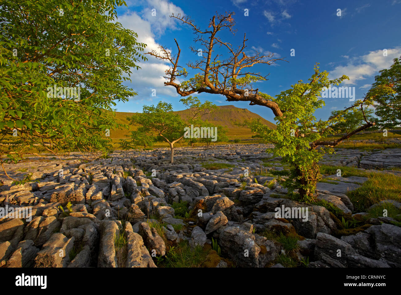 Ingleborough, uno di Yorkshire famosa Tre Cime di Lavaredo, visto dalla pavimentazione di pietra calcarea di Southerscales Riserva Naturale. Foto Stock