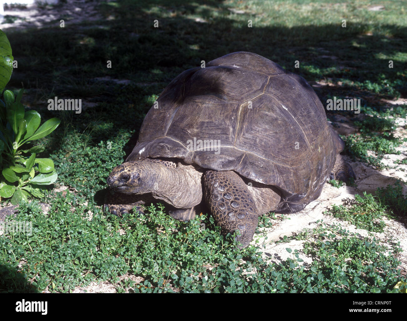 Tartaruga gigante di Aldabra terra(Geochelonia gigantea) Esmeralda, peso 298kg,Bird Island Foto Stock
