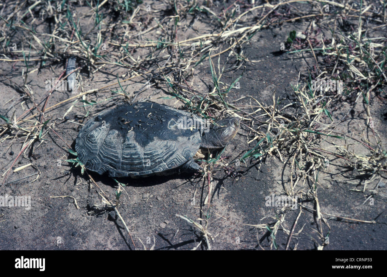 Tartaruga (Terrapin) Helmeted (Pelomedusa subrufa) camminando sulla terra fangoso. Foto Stock