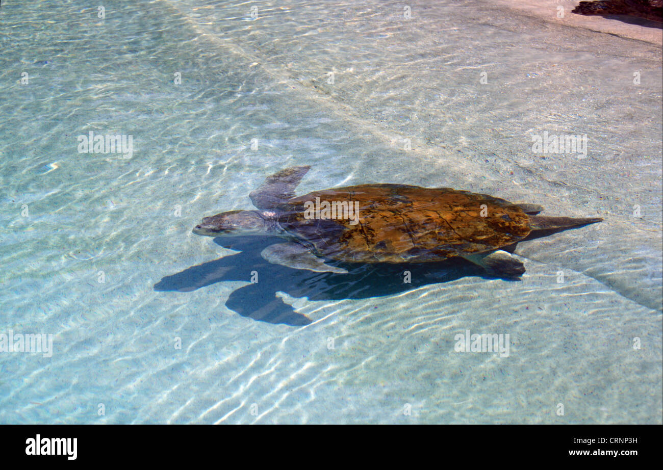 Tartaruga marina Caretta - Caretta) Foto Stock