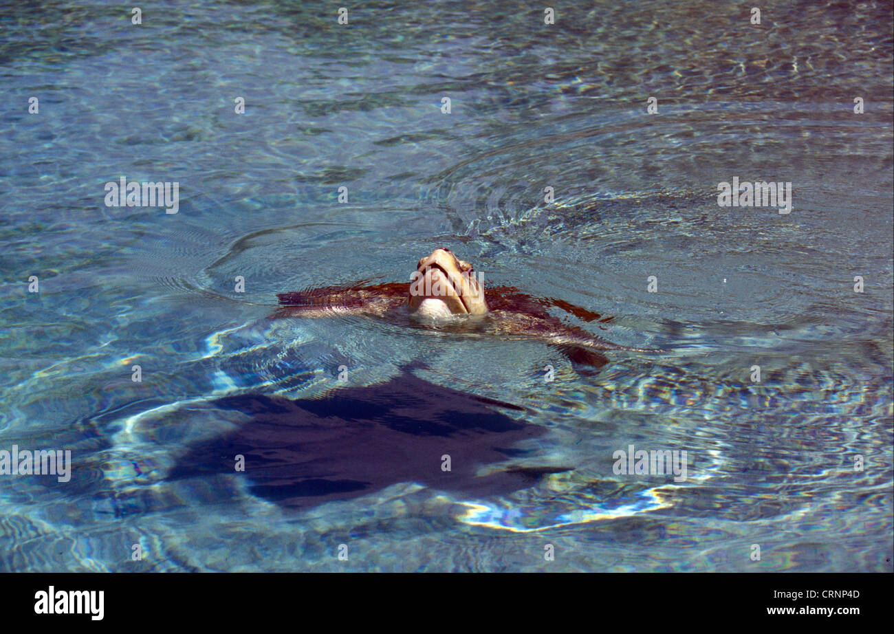 Tartaruga marina Caretta - Caretta) Foto Stock
