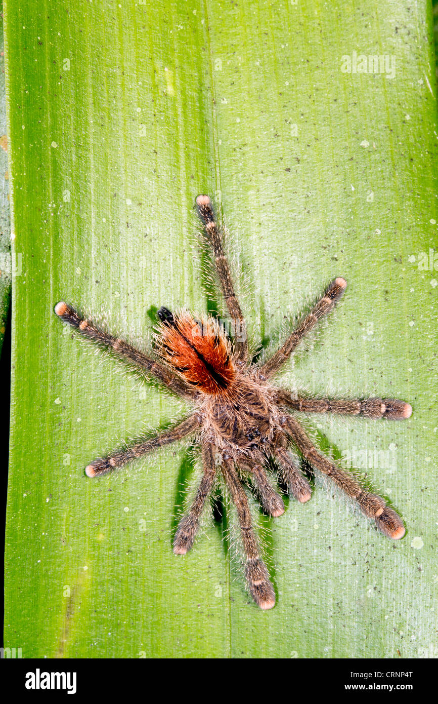 Tarantula su una foglia bromeliad nel sottobosco della foresta pluviale, Ecuador Foto Stock