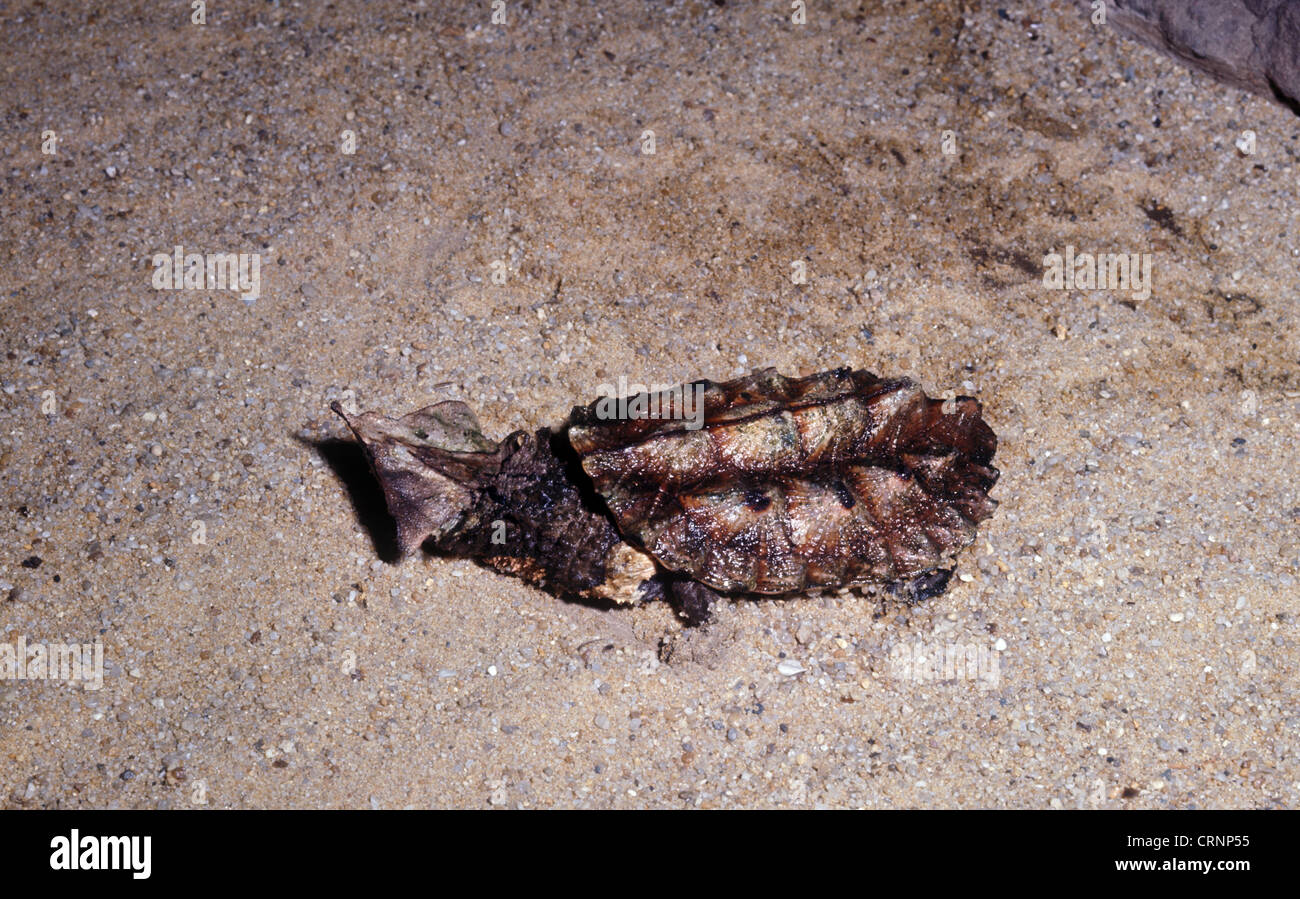 La tartaruga - Matamata (Chelus fimbratus) sulla sabbia Foto Stock