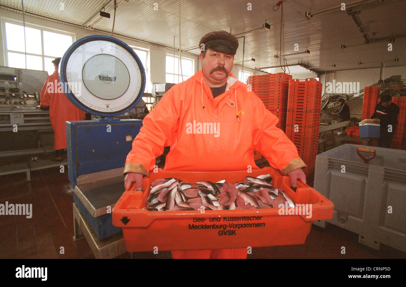La lavorazione del pesce a Ruegen Foto Stock