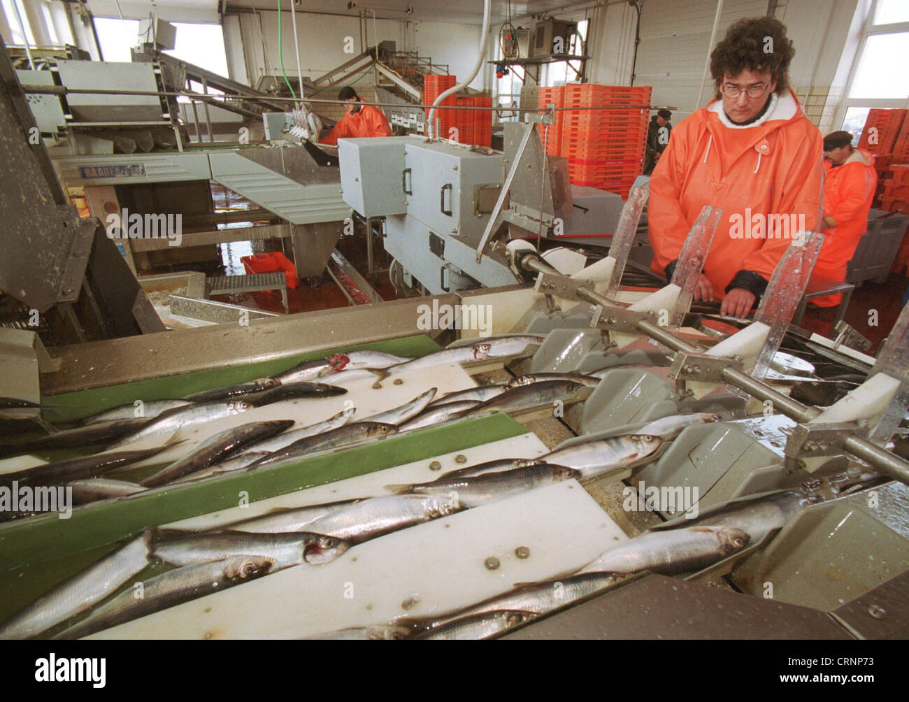 La lavorazione del pesce a Ruegen Foto Stock
