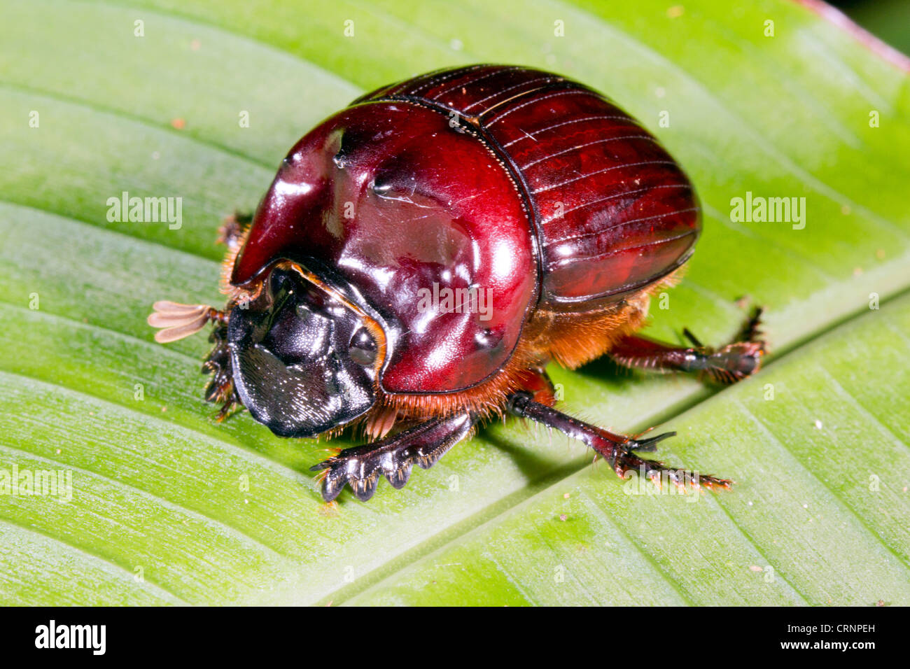 Scarabeo scarabeo su una foglia nella foresta pluviale sottobosco, Ecuador Foto Stock