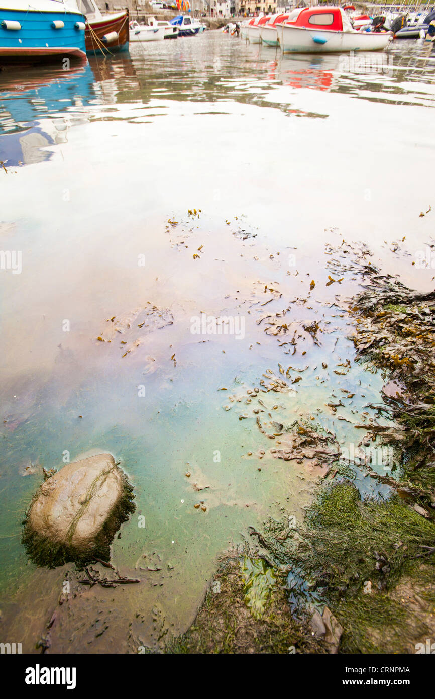 Inquinamento da petrolio in Lyme Regis Harbour, probabilmente da una nave da pesca, Dorset, Regno Unito. Foto Stock