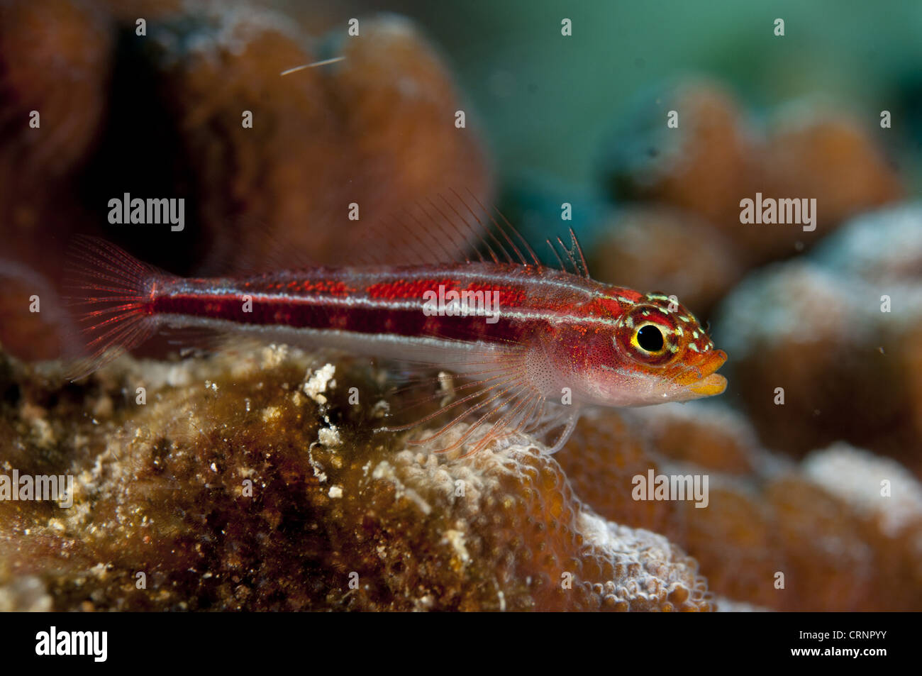 Striping (Triplefin Helcogramma striatum) adulto, poggiante su coral, Bunaken, Manado, a nord-est di Sulawesi, Indonesia Foto Stock